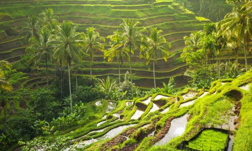 Bali Terrace-Rice Fields